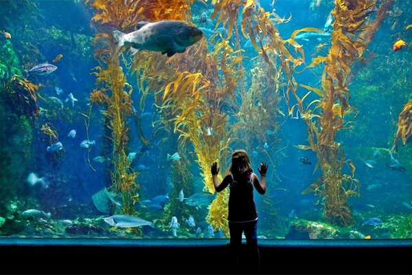 Il Birch Aquarium allo Scripps Institute of Oceanography dell’UC San Diego