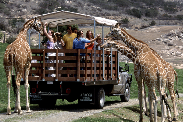 Visita alle giraffe del Safari Park di San Diego